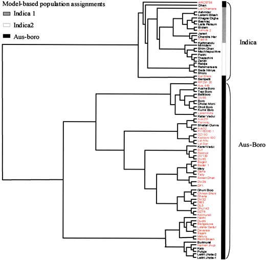 —Neighbor-joining tree of 84 rice accessions based on DC (Cavalli-Sforza and Edwards 1967) using 21 unlinked SSR markers. Resistant accessions are indicated in red.