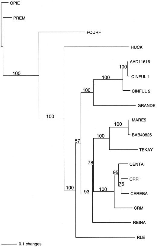—Neighbor-joining tree of the RT amino acid sequences from a variety of plant retroelements. AAD11616 and BAB40826 represent RT sequences from Arabidopsis. CRM and Cent-A are CR elements from maize. CRR and Cereba are CR elements from rice and barley, respectively. All other retroelements are from maize. Numbers at the nodes represent the bootstrap values obtained using PAUP*.