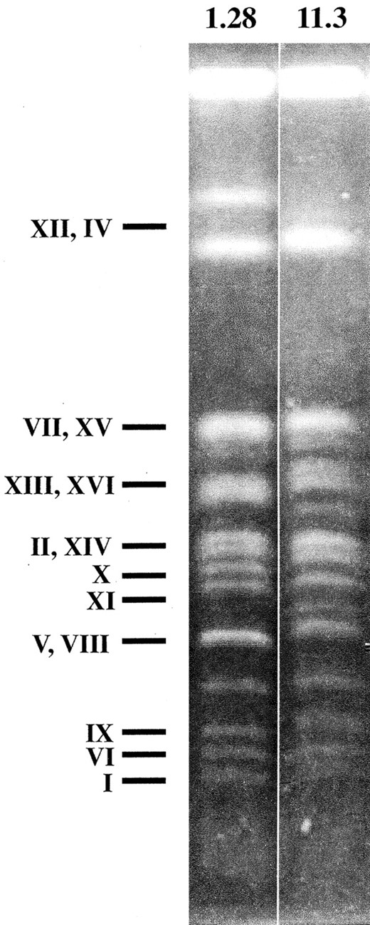 —Electrophoretic karyotypes of S. cerevisiae flor yeast strains 11.3 and 1.28. Putative chromosomes corresponding to every band according to the pattern obtained in the same electrophoresis for laboratory strain S288C are indicated.