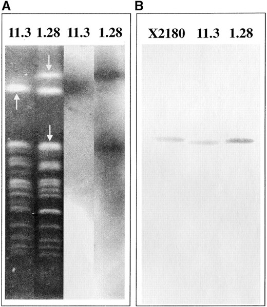 —Southern blot analyses with the probe YLL027W. (A) Hybridization to 11.3 and 1.28 chromosomes fractionated by PFGE. Arrows indicate the bands that hybridized with the probe. (B) Hybridization to 2.5 μg of EcoRI-digested genomic DNA from the strains X2180 (control diploid), 11.3, and 1.28.