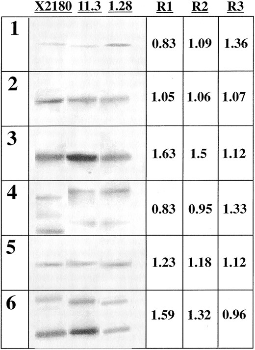 —Southern blot analysis of the laboratory diploid strain X2180 and the flor yeast strains 11.23 and 1.28 with probes of the genes YLL027W (1), YEL035C (2), YEL023C (3), YER033C (4), YER040W (5), and YER086W (6). The signals presented were obtained by probing 2.5 μg of EcoRI-digested genomic DNA after electrophoresis in 1% agarose gel. Numbers correspond to the mean ratio of signal intensities obtained in the Southern experiment (R1, 11.3/1.28; R2, 11.3/X2180; R3, 1.28/X2180).