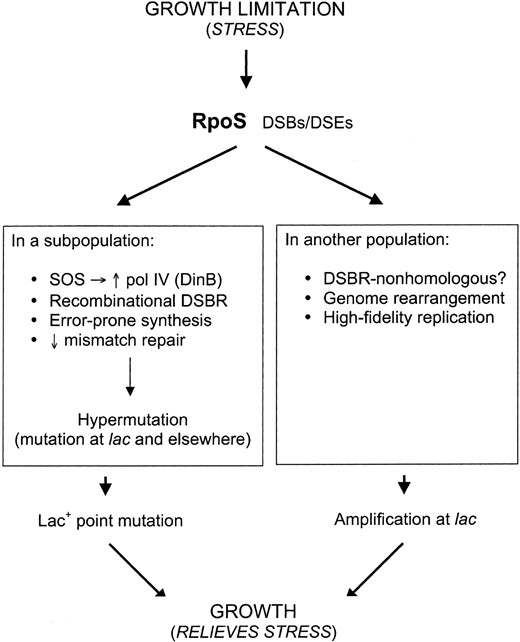 —A branched pathway model for adaptive point mutation and amplification as RpoS-dependent stress responses (modified from Hastings  et al. 2000; McKenzie  et al. 2001; Rosenberg 2001; Hastings and Rosenberg 2002). Amplification and point mutation are proposed to be alternative outcomes of a branched pathway, in which the only common genetic requirement known currently, RpoS, acts early, before the pathways diverge. Both processes are proposed to be stress responses that result in genetic change, some of which can promote growth in the growth-limiting environment. In point mutation, double-strand-break repair (DSBR) becomes error prone in stationary phase via use of pol IV. DSBs, double-strand breaks; DSEs, double-strand ends.