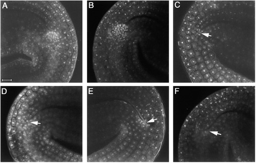Embryonic shoot apical meristem formation in wild-type, ult1, stm, and wus mutant plants. (A) Wild-type Ler embryonic SAM appears as a dome-shaped structure at the base of the two cotyledons. (B) ult1-2 embryonic SAM resembles that of the wild type. (C) stm-11 embryos lack a dome-shaped SAM structure at the base of the cotyledons (arrow). (D) ult1-2 stm-11 embryos resemble stm-11 single-mutant embryos. (E) wus-1 embryos have only a few densely staining cells at the base of the cotyledons (arrow) and lack a dome-shaped SAM structure. (F) ult1-2 wus-1 embryos resemble wus-1 single-mutant embryos.