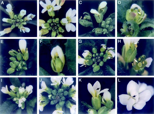 Inflorescence meristem and flower phenotypes of ult1 stm and ult1 wus double mutants. (A) A wild-type Ler inflorescence meristem. (B) An ult1-1 mutant inflorescence meristem, which generates flowers containing additional organs of all types, predominantly sepals and petals. (C) ult1-1 stm-11 plants produce inflorescence meristems that generate a limited number of abnormal flowers. (D) Flowers produced by an ult1-1 stm-11 inflorescence meristem contain fewer petals, stamens, and carpels than wild-type flowers do and resemble flowers generated by plants carrying weak stm alleles. Infrequently, flowers form carpeloid structures in the center of the flower (arrow). (E) Plants carrying the weak stm-2 allele produce inflorescence meristems that generate a limited number of abnormal flowers. (F) Flowers produced by an stm-2 inflorescence meristem lack the full complement of internal organs and fail to generate carpels. (G) ult1-1 stm-2 plants produce inflorescence meristems that generate more flowers than stm-2 inflorescence meristems do. (H) Flowers produced by an ult1-1 stm-2 inflorescence meristem contain internal organs and can form unfused carpels or a normal, fused gynoecium (arrows). (I) A wus-1 inflorescence meristem, which generates a small number of abnormal flowers in a disorganized phyllotactic pattern. (J) ult1-1 wus-1 inflorescence meristems form many more flowers than do wus-1 single-mutant meristems in a normal spiral phyllotaxy. (K) Flowers produced by wus-1 plants lack the full complement of organs and generally terminate in a solitary stamen (arrow). (L) Flowers produced by ult1-1 wus-1 plants can form more sepals and petals than either wild-type or wus-1 flowers, but fail to form carpels and generally terminate in a solitary stamen (arrow).