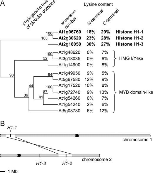 Identification of the entire complement of Arabidopsis histone H1 genes. (A) Phylogenetic analysis based on results of sequence homology searches and calculation of lysine content. The Arabidopsis genome encodes only three proteins that contain both the histone H1 central globular domain and the lysine-rich terminal domains. (B) Histone H1-1 and H1-2 genes are the result of a recent duplication event.
