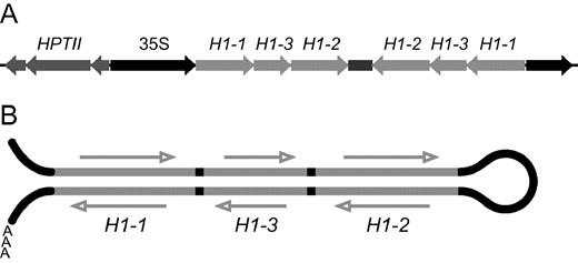 Strategy for silencing three histone H1 genes. (A) T-DNA of a binary plasmid constructed to silence H1 genes. Fragments of histone H1 cDNAs, 600–900 bp long, are joined together in the pFGC1008 binary vector in both sense and antisense orientations under the control of the 35S constitutive promoter. The hygromycin phosphotransferase (HPTII) gene is used as a selectable marker. (B) dsRNA directed against Arabidopsis H1 genes transcribed from the binary plasmid.