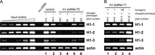 H1 expression in transgenic plants assayed by quantitative RT-PCR. (A) In primary transformants (T0) total expression of genes encoding H1 variants was reduced to <5% of controls in plants displaying phenotypic defects (lanes 3 and 4) and to ∼50% of the control value in T0 plants with a normal phenotype (lanes 5 and 6). (B) T1 plants showed intermediate H1 expression (lanes 1–3) compared to parental and control plants. A T1 plant without the transgene showed no reduction in H1 expression (lane 4). For input control reactions, control cDNAs were used with the concentration increasing twofold in each lane. To normalize band intensities to the cDNA concentration present in the reactions, actin primers were used in control reactions. Above the lanes, the numbers refer to individual plants and indicate the generation (x, T0; x–y, T1); in A, the phenotype is indicated by + (changed) or − (unchanged); in B, transgene presence is indicated by + (transgenic), − (nontransgenic), or nd (no data).