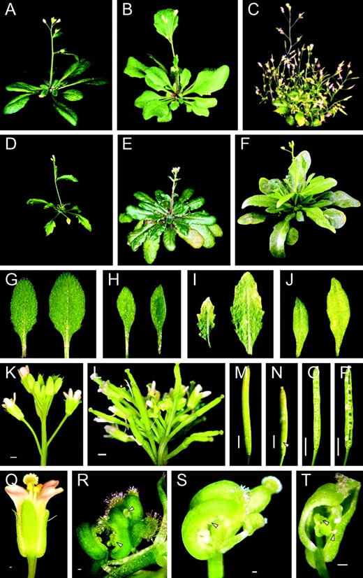Phenotypic defects caused by reduced expression of H1. (A, G, K, M, O, and Q) Control plants transformed with empty plasmid. (B) T0 plant 22 with serrated leaves. (C) T0 plant 7 with reduced size, disturbed apical dominance, and small elongated leaves. (D) T1 plant 4-6 with reduced size and serrated leaves. (E) T1 plant 21-4 with late-flowering phenotype. (F) T2 plant 27-15-3 with delayed flowering, elongated leaves, and reduced apical dominance. (H) Elongated leaves of T1 plant 27-1. (I) Small serrated leaves of T1 plant 4-6. (J) Small elongated leaves of T0 plant 7. (L) Disturbed inflorescence of T1 plant 4-22. (N) Additional carpels in T1 plant 27-15 (arrowhead). (P) Embryonic lethality in T1 plant 27-15. (R) Flower abnormalities in T0 plant 16. (S) Flower abnormalities in T1 plant 4-21. (T) Flower abnormalities in T1 plant 27-15. Bars: K–P, 2 mm; Q–T, 0.2 mm. Annotation of plants as described for Figure 3.
