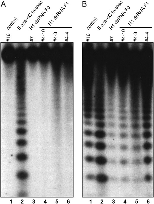 DNA methylation of 180-bp centromeric repeats assayed by Southern blot analysis of genomic DNA digested with HpaII and MspI (isoschizomers cleaving CCGG). (A) Methylation blocking cleavage by HpaII (CpG plus CpNpG) is almost 100% and is not reduced in plants with suppression of histone H1 genes. (B) Methylation of CpNpG sites, which prevents cleavage by MspI, is significantly increased in one analyzed T0 plant (7). Annotation of plants as described for Figure 3. Plants 4-10 and 4-3 were transgenic; plant 4-4 was nontransgenic.