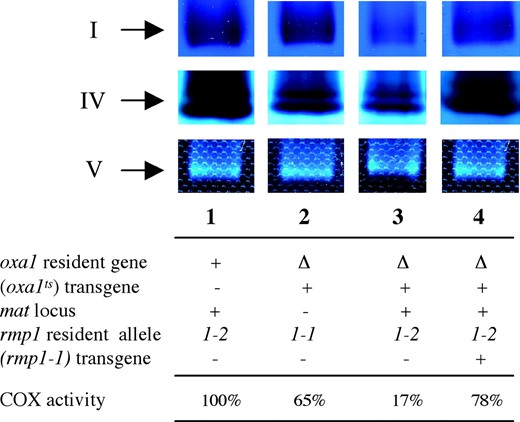 In-gel detection of complex I, IV, and V activities in various strains grown at 30°. Sample preparation and blue-native polyacrylamide gel electrophoresis (BN-PAGE) were carried out as described (Schagger and von  Jagow 1991). Mitochondria from P. anserina were rendered soluble in the presence of 2% (w/v) N-dodecyl maltoside. In-gel activity assays of complexes I, IV, and V were performed as described (Nijtmans  et al. 2002). Genotypes of the strains are detailed below the gel. The oxa1 gene is either present (+) or inactivated (Δ). + or − indicates the presence or the absence of the (oxa1ts) and (rmp1-1) transgenes. The two mat alleles, mat+ and mat−, are indicated by + and −, respectively. The specific activity of cytochrome c oxidase (COX) is expressed as the percentage of the wild type (wild type is 856 ± 54 nmol of oxidized cytochrome c per minute per milligram of mitochondrial protein). The wild-type strain (lane 1) gave the same results irrespective of mat and rmp1 haplotype.