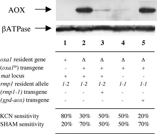 Immunochemical detection of AOX by Western blot analysis. Twenty micrograms of mitochondrial proteins extracted from cultures grown at 30° were fractionated by SDS-PAGE and transferred to nitrocellulose membranes. Membranes were probed first with an anti-AOX mouse monoclonal antibody generated against the AOX of Sauromatum guttatum (Elthon  et al. 1989). Blots were then reprobed with an anti-βATPase rabbit antibody as a standardization control. The bound antibodies were detected using an enhanced chemiluminescence detection system (Pierce, Rockford, IL). For genotypes see legend of Figure 2. The percentage of respiration sensitive to cyanide (KCN, 1 mm) and SHAM (1 mg/ml) reflects the engagement of electrons in the cytochrome and alternative pathway, respectively. Oxygen uptake measurements were performed on protoplast suspensions (108 protoplasts/ml in 0.6 m sorbitol) in an oxytherm chamber with a Clark-type O2 electrode (Hansatech). Wild-type strains used as controls (lane 1) gave the same results irrespective of their mat and rmp1 haplotype.