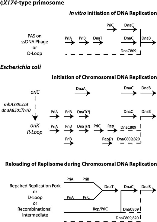 Comparison of different methods studied either in vivo or in vitro for the loading of the DnaB helicase onto DNA and the relationships of the RRPs studied under a particular condition. (Top) Pathways formed by the RRPs using D-loops or ΦX174 single-strand DNA as a substrate. Historically, the RRPs were considered to form a single biochemical pathway. Recently, Marians and colleagues have shown that this reaction is actually the sum of two separate reactions involving PriA, PriB, and DnaT, on the one hand, and PriC on the other hand (K. Marians, personal communication). Both reactions use DnaC to load DnaB. DnaC809 forms a new suppressor pathway denoted by the dashed line. (Middle) The loading of DnaB during initiation of DNA replication as it occurs either at oriC in a DnaA-dependent fashion or using cSDR at oriK in a DnaA-independent fashion. The pathways using the RRPs summarize the new data presented in this report. Each line or reaction shows the gene products required when the strain is dnaC+, dnaC809, or dnaC809,820. DnaT is listed with a question mark since its role has not been explicitly tested. It is hypothesized that since dnaT mutants have the same phenotype as priA mutants (McCool  et al. 2004a), the requirement of dnaT will mirror that of priA in these strains. The role of Rep in the dnaC809,820 strain was not tested because the strain grew too poorly and so is listed with a question mark. The dashed lines represent the pathways used by the mutant dnaC proteins. (Bottom) Model showing how the RRPs form multiple pathways to restart replication forks during log-phase growth (Sandler 2000). The dashed lines show pathways available in the presence of particular dnaC alleles.