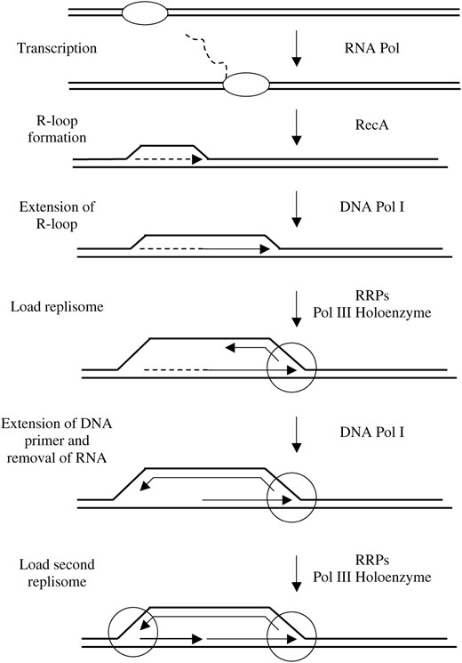 A model for the bidirectional initiation of DNA replication at an oriK using cSDR. This diagram is derived and modified from Kogoma's (1997) model. The oval and the circle represent RNA polymerase and the replisome, respectively. Dashed lines indicate RNA. The wording on the left denotes the process occurring at that step and the wording on the right denotes the enzymes involved.
