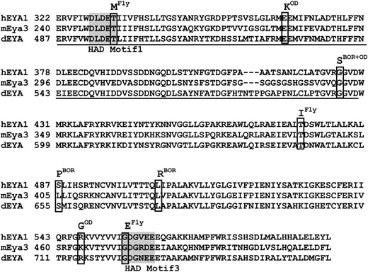 Human and Drosophila-derived missense mutations in the conserved EYA domain. Amino acid sequence alignment of EYA domains (ED) from human (hEYA1), mouse (mEya3), and Drosophila (dEYA) showing the substitution mutations analyzed. Identical amino acid residues that have been mutated are boxed, immediately above each boxed area is the site-directed mutation used in this study, and in superscript is the source of mutation. Residues that are shaded represent the haloacid dehalogenase (HAD) motifs and the putative Sine oculis binding sites are underlined with a solid line. mEya3 protein was used for phosphatase assays and dEYA was used for all other experiments. It should be noted that the S487PBOR mutation affects a residue that is not strictly conserved among EYA proteins. Blast searches reveal multiple variants at this position including the L in mouse EYA3, as well as T, A, and N in various other vertebrate EYA homologs (data not shown). Such variation, when considered in light of the equivalent ability demonstrated by different mammalian EYA paralogs to functionally complement Drosophila eya mutations, suggests that it is the consequences of introducing a P (proline) in this particular position of the protein, rather than the exact identity of the naturally occurring residue, that are important.