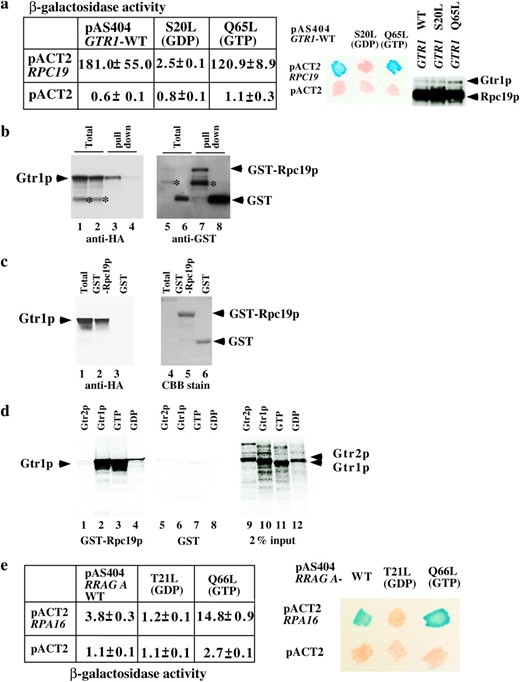 Association of Rpc19p with Gtr1p. (a) Extracts from cultures of S. cerevisiae colonies harboring two yeast genes, GTR1 wild type, S20L or the Q65L form in the pAS404 vector, or RPC19 in the pACT2 vector as shown, were obtained. Their β-galactosidase activities were measured as described before (Sekiguchi  et al. 2001) and are shown as means of triplicate values with standard deviations. A β-galactosidase filter assay was also performed (middle). Patches of blue color appearing within 30 min represent a positive signal. White patches represent a negative signal. Expression of HA-tagged Gtr1p and Rpc19p in the yeast extracts described above was shown by immunoblotting against the HA tag (right). (b) Either GST-Rpc19p (lanes 1, 3, 5, and 7) or GST (lanes 2, 4, 6, and 8) was coexpressed with HA-tagged Gtr1p in NBW5 gtr1Δ. Prepared crude extracts were mixed with glutathione Sepharose-4B beads and pulled down as described previously (Nakashima  et al. 1999). Bound proteins were run on SDS-polyacrylamide gels and transferred onto nylon membranes, which were immunoblotted with either anti-HA (lanes 1–4) or anti-GST (lanes 5–8) antibodies. Lanes 1, 2, 5, and 6: total proteins (10% input). An asterisk indicates degraded protein. (c) HA-tagged Gtr1p was expressed in NBW5 gtr1Δ. Yeast cell lysate was prepared and pulled down with either E. coli-produced GST-Rpc19p (lanes 2 and 5) or GST (lanes 3 and 6), which were bound to glutathione Sepharose-4B. Bound proteins were run on SDS-polyacrylamide gels and transferred onto nylon membranes, which were immunoblotted with the anti-HA (lanes 1–3) antibody. The filters were then stained with Coomassie Brilliant Blue R-250 (lanes 4–6). Lanes 1 and 4: total proteins (10% input). (d) 35S-labeled recombinant proteins (Gtr2p, lanes 1 and 5; Gtr1p, lanes 2 and 6; Gtr1p GTP form, lanes 3 and 7; the GDP form of Gtr1p, lanes 4 and 8) were produced with the TNT-Quick Coupled reaction kit and were pulled down with either GST-Rpc19p (lanes 1–4) or GST (lanes 5–8) protein, which was bound to glutathione Sepharose-4B beads. Bound proteins were run on SDS-polyacrylamide gels and analyzed using the Fuji image analyzer. Input proteins (2%) are shown in lanes 9–12. (e) Extracts from cultures of S. cerevisiae colonies harboring two human genes—RRAG A wild type (the T21L or the Q66L form in the pAS404 vector) and RPA16 in the pACT2 vector as shown—were obtained. Their β-galactosidase activities are shown as means of triplicate values with standard deviations. β-Galactosidase filter assay using Y190 strains harboring pAS404-RRAG A, pAS404-RRAG A(T21L) (GDP form), or pAS404-RRAG A(Q66L) (GTP form) and pACT2-RPA16 was performed as described above.