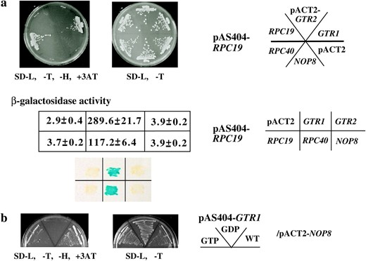Mode of association of Gtr1p with Rpc19p and Nop8p. (a) Y190 strains harboring pAS404-RPC19 and pACT2-RPC19, pACT2-RPC40, pACT2-GTR1, pACT2-GTR2, pACT2-NOP8, or pACT2 vector were plated on SD −L, −T or SD −L, −T, −H, +3-AT plate at 30° for 2 or 5 days. Extracts from cultures of S. cerevisiae colonies harboring two yeast genes, RPC19 in the pAS404 vector and GTR1, GTR2, RPC19, RPC40, or NOP8 in the pACT2 vector as shown—were obtained. Their β-galactosidase activities are shown as means of triplicate values with standard deviations. A β-galactosidase filter assay was performed (bottom). (b) Y190 strains harboring pAS404-GTR1, pAS404-gtr1-11 (S20L) (GDP form), or pAS404-gtr1-13 (Q65L) (GTP form) and pACT2-NOP8 were plated on SD −L, −T or SD −L, −T, −H, +3-AT plate at 30° for 2 or 5 days.