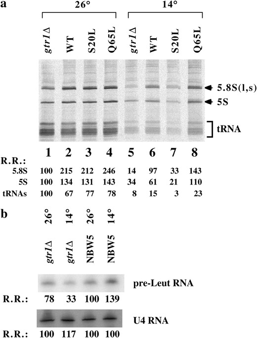 RNA pol III activity was also decreased in gtr1Δ strain. (a) Equal amounts of RNA samples from Figure 3b were separated with 10% polyacrylamide gels and transferred onto Hybond filters. Radioactivity was detected using a Fuji image analyzer. Relative radioactivity (R.R.) is shown at the bottom with the count of gtr1Δ at 26° assumed to be 100. This experiment was performed twice with similar results. (b) Northern blot analysis of precursor RNAs transcribed by RNA pol III. Total RNA from wild-type and gtr1Δ strains was analyzed for pr-tRNALeu3 or U4 RNA as indicated. R.R. is shown (NBW5, 26° = 100)