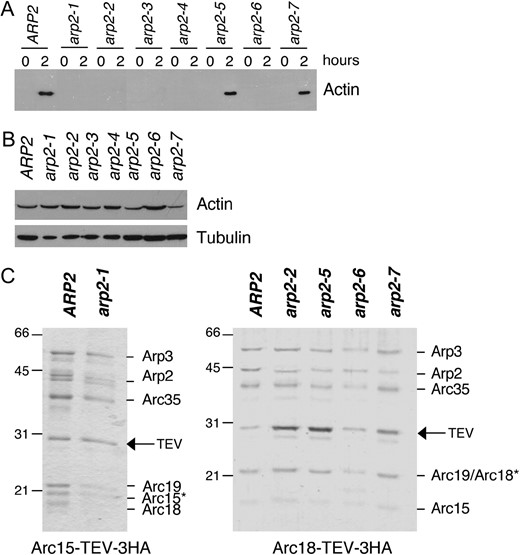 Purification of Arp2/3 complex from wild-type and arp2 mutant strains. (A) Clarified cell extracts isolated from wild-type and arp2 strains were compared for their ability to nucleate actin assembly over time. Samples of reactions were removed at time zero and after 2 hr of incubation at 4° and centrifuged at 80,000 × g to pellet polymerized actin (Goode 2002). Actin levels in the pellets were analyzed by SDS-PAGE and immunoblotting with actin antibodies; >50% of the cellular actin assembles in wild-type extracts (A. Goodman, J. L. D'Agostino and B. L. Goode, unpublished results). (B) Starting actin levels in the clarified extracts were compared by immunoblotting with actin antibodies. The same samples were immunoblotted with tubulin antibodies as a loading control. (C) Coomassie-stained gels of Arp2/3 complex isolated from wild-type (ARP2) and arp2 strains. A TEV-3xHA affinity tag integrated at the C terminus of the Arc15/ARPC5 subunit was used to isolate Arp2/3 complex from wild-type and arp2-1 strains. A similar tag on the Arc18/ARPC3 subunit was used to isolate Arp2/3 complex from wild-type, arp2-2, arp2-5, arp2-6, and arp2-7 strains. A remnant of nine residues is left on the indicated subunit after TEV protease digestion, causing the aberrant migration of that subunit (*).