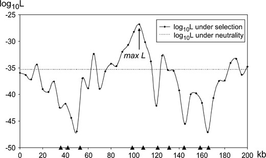 Illustration of the log-likelihood curve for one simulated data set with a positive selection event occurring at 100 kb. The estimated position of the selected site is at 105 kb. N = 100,000, n = 10, m = 10, θk = 5, K = 1000, $\batchmode \documentclass[fleqn,10pt,legalpaper]{article} \usepackage{amssymb} \usepackage{amsfonts} \usepackage{amsmath} \pagestyle{empty} \begin{document} \(\mathrm{{\hat{{\alpha}}}}{=}\mathrm{{\alpha}}{=}1000\) \end{document}$, and $\batchmode \documentclass[fleqn,10pt,legalpaper]{article} \usepackage{amssymb} \usepackage{amsfonts} \usepackage{amsmath} \pagestyle{empty} \begin{document} \(\mathrm{{\hat{{\tau}}}}{=}\mathrm{{\tau}}{=}0\) \end{document}$. The positions of the neutral loci are shown at the bottom.