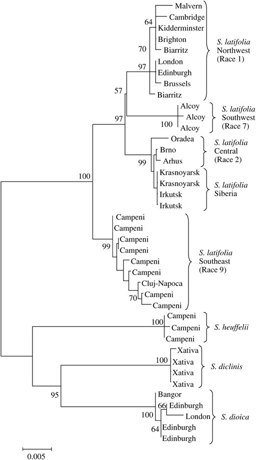Neighbor-joining tree of Silene DD44Y sequences, showing bootstrap support for each node. Silene species and S. latifolia geographical races are clearly differentiated.