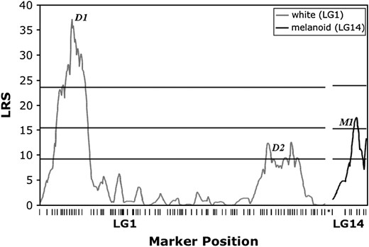 LRS plot for association between segregation of pigment phenotypes and marker genotypes in LG1 and LG14. Horizontal lines represent LRS thresholds for suggestive (37th percentile), significant (95th percentile), and highly significant (99.9th percentile) associations (Lander and Kruglyak 1995) estimated using MapMaker QTXb19.