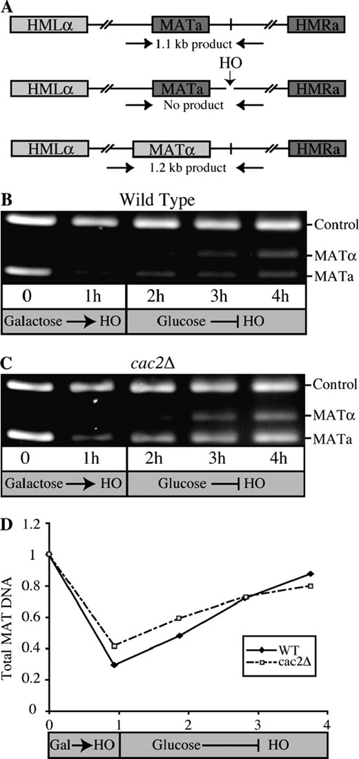 CAF-1 mutants are proficient in the repair of a single double-strand break. (A) Schematic of the PCR-based system for monitoring the repair of the HO lesion. Primers flanking the HO site in the MAT locus yield the indicated PCR products in MATa, MATα, and HO cut yeast. (B) Gel electrophoresis analysis of HO cutting and repair in wild-type yeast. PCR products were obtained from strain JLY063 (wild type) at the indicated times after induction of the HO endonuclease by galactose addition or repression of the HO endonuclease by glucose addition. An ethidium bromide-stained 2% agarose gel is shown. (C) Gel electrophoresis analysis of HO cutting and repair in CAF-1 mutant yeast. The analysis shown in B was repeated using strain JLY086 (cac2Δ). (D) Quantification of HO cutting and repair in wild-type and CAF-1 mutant yeast. The ratio of both of the MAT products to the control product from the data in B and C was quantified using Labworks (GelPro4.0, Media Cybernetics, LP) and was normalized to 1 at T = 0.