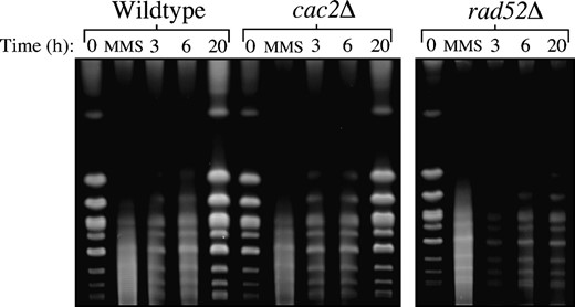 CAF-1 mutants have no defect in the repair of gross chromosomal DNA damage as measured by pulsed-field gel electrophoresis. Strains JKT0010 (wild type), NWY008 (cac2Δ), and JKT0004 (rad52Δ) were grown to midlog phase, and then MMS was added to final concentration of 0.07% for 30 min. Following MMS treatment, cells were washed and resuspended in YEPD and allowed to recover for up to 20 hr with samples for pulsed-field gel electrophoresis taken at the indicated time points.