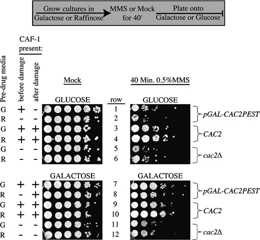 CAF-1 is required only after DNA damage to provide resistance. Strains SH018 (pGAL-CAC2PEST), JLY060 (CAC2), and NWY008 (cac2Δ) were grown overnight in rich media supplemented with either 2% raffinose (R) or 2% galactose (G) to midlog phase. Cultures were either supplemented with 0.5% MMS or mock treated for 40 min. Cells were spun down and washed three times in water before plating 10-fold serial dilutions onto plates containing glucose or galactose.