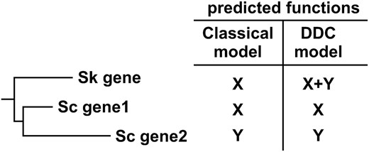 The classical model of gene duplication and duplication, degeneration, and complementation (DDC) models make distinct predictions about what functions are conserved in the S. kluyveri (Sk) ortholog of duplicated S. cerevisiae (Sc) genes.