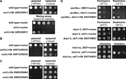 The single S. kluyveri ortholog of duplicated S. cerevisiae genes can complement complete deletions of both genes, consistent with duplication, degeneration, and complementation models. (A–C, top) Growth of the orc1Δ, snf12Δ, rsc6Δ, rnr2Δ, and rnr4Δ mutant strains that contain the indicated plasmid in the presence of 5-FOA or the absence of uracil is shown. 5-FOA selects against the plasmid (−plasmid), and failure to grow under these conditions shows the mutant phenotype (left). These mutant phenotypes are complemented by the respective S. kluyveri orthologs as indicated by the growth in the absence of uracil, which selects for the plasmid carrying the S. kluyveri gene (+plasmid). (A, bottom) Only diploids formed after successful mating can grow on the minimal medium plate shown. The sir3Δ mutant is unable to mate and form diploids (middle row), and this defect is complemented by the S. kluyveri gene (bottom row). (D, top) hbs1Δ rps30aΔ double mutants grow slowly at 15°, and this defect is complemented by the S. kluyveri ortholog. (Middle) ski7 dcp1-2 double mutants are inviable at 30°. dcp1-2 is a temperature-sensitive mutation that inactivates the mRNA decapping enzyme at 30°. This defect is complemented by the S. kluyveri SKI7/HBS1 ortholog. (Bottom) ski7Δ his3-nonstop double mutants grow in the absence of histidine, and this growth phenotype is complemented by the S. kluyveri ortholog.