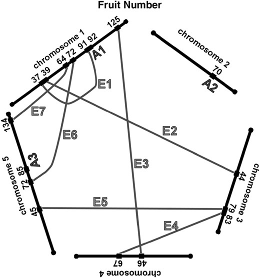 Network of additive and epistatic QTL for fruit number, germination, seed length, and width in field-grown A. thaliana. “A” indicates additive QTL from Table 1. Shaded lines labeled with “E” connect the epistatic interactions. For the epistatic interactions, the locations and cluster number shown are those from Tables 2 and 3.