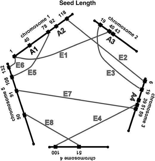 Network of additive and epistatic QTL for fruit number, germination, seed length, and width in field-grown A. thaliana. “A” indicates additive QTL from Table 1. Shaded lines labeled with “E” connect the epistatic interactions. For the epistatic interactions, the locations and cluster number shown are those from Tables 2 and 3.