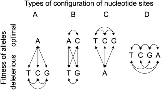 All possible fitness-relevant configurations for nondegenerate nucleotide sites. The four alternatives A, T, C, and G stand for any of the four possible nucleotides at a site. In configuration A, only one allele is optimal, whereas in D all alternatives are equally fit (i.e., they are mutually neutral). B and C allow for neutral mutations between equally optimal alternatives at sites that are capable of producing deleterious mutations. This study assumes that configurations B and C do not exist and estimates the frequency of configuration D from the data (cn). This will lead to upper limits on estimates of the frequencies of configurations A and D. As long as no further mutations occur at segregating sites (the infinite-sites assumption), all four possible alternatives can be collapsed to the specific case of two alleles described in the text.