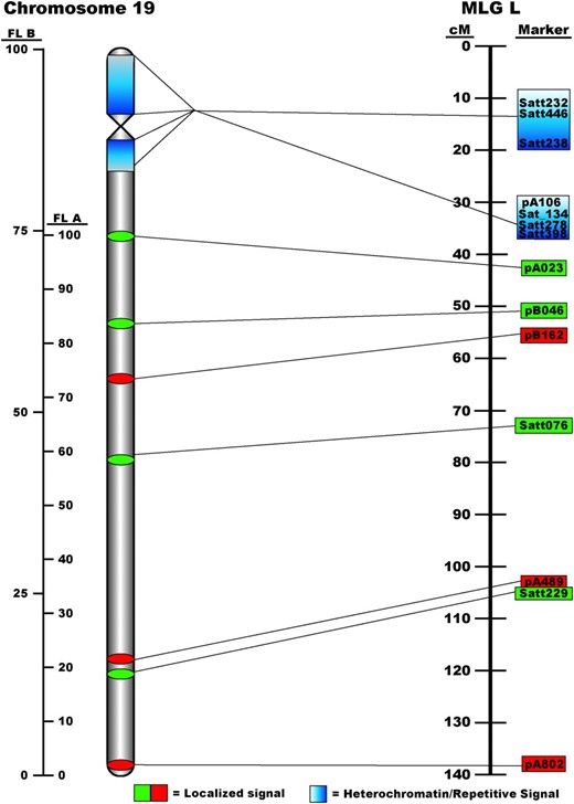 Ideogram of the relationship between soybean pachytene chromosome 19 and genetic linkage group L (LG L). FL A was calculated using the most-promixal single-copy hybridization point (pA023) to anchor the measurements. FL B values were calculated using the entire length of the chromosome.