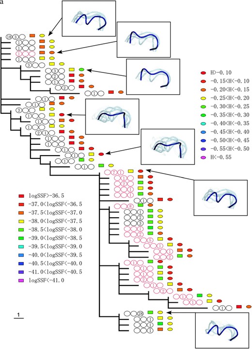 The phylogenic relationships between V3 amino acid sequences from patients 1 (a), 2 (b), and 3 (c). The trees were obtained by the maximum-parsimony method on the basis of the topologies of the maximum-likelihood trees of the C2–V5 region of env sequences. X4 sequences are indicated by red circles. The period in which the sequence appeared is indicated by a number in the circles, and the numbers themselves correspond to the number of sequences isolated during the specified time period. The left, middle, and right circles correspond to AIP I, II, and III, respectively. The colored squares show the range of the logarithms of SSF (“log SSF”) and the colored circles indicate the range of structural entropy (“H”). The values for structural entropy were subtracted by the value of the maximum entropy (= log 105). Some of the crown structure usages are illustrated. The crown with the highest posterior probability (in deep blue), crowns in the 10th percentile of posterior probability (in light blue), and those in the 20th percentile of posterior probability (in light gray) are shown.