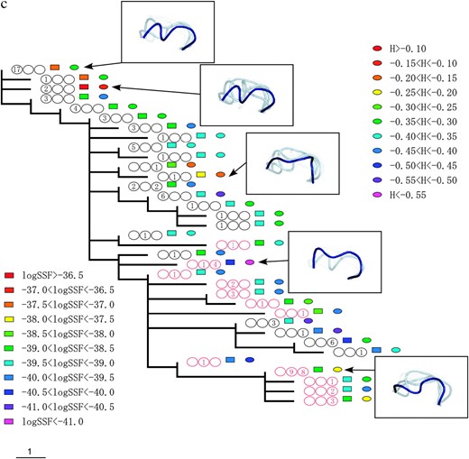 The phylogenic relationships between V3 amino acid sequences from patients 1 (a), 2 (b), and 3 (c). The trees were obtained by the maximum-parsimony method on the basis of the topologies of the maximum-likelihood trees of the C2–V5 region of env sequences. X4 sequences are indicated by red circles. The period in which the sequence appeared is indicated by a number in the circles, and the numbers themselves correspond to the number of sequences isolated during the specified time period. The left, middle, and right circles correspond to AIP I, II, and III, respectively. The colored squares show the range of the logarithms of SSF (“log SSF”) and the colored circles indicate the range of structural entropy (“H”). The values for structural entropy were subtracted by the value of the maximum entropy (= log 105). Some of the crown structure usages are illustrated. The crown with the highest posterior probability (in deep blue), crowns in the 10th percentile of posterior probability (in light blue), and those in the 20th percentile of posterior probability (in light gray) are shown.