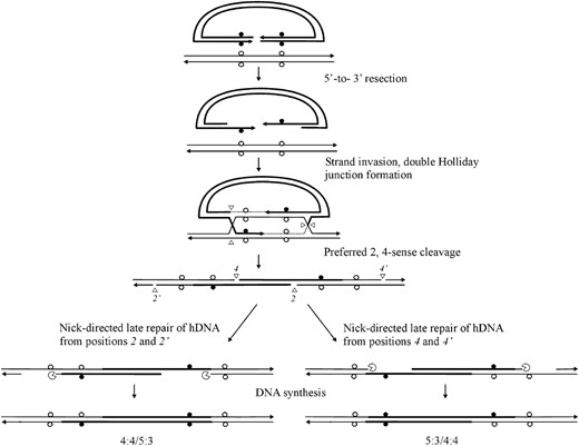 Restorational repair of hDNA. The DSBR model (Figure 1) generates hDNA on both sides of the DSB (5:3/5:3 segregation). Preferred sense cleavage (2,4-mode) generates nicks in the crossover intermediate at positions 2,2′ and 4,4. Nick-directed repair of hDNA can restore normal 4:4 marker segregation pattern on one or the other side of the DSB (adapted from Foss  et al. 1999, Figure 5). The proximity of the mismatch to a cut junction increases the likelihood that its repair will be directed by that junction.