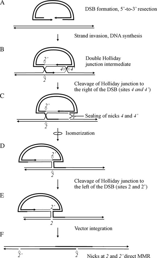 Proposed model for one-sided recombinants. The diagrams in A and B condense events in Figure 1, A–E. In the model, one Holliday junction in the fully formed DSBR intermediate is cleaved first, in this case, the right junction, followed by ligation of the nicks (4 and 4′) created during junction resolution. Following isomerization of the intermediate, cleavage of the left Holliday junction permits vector integration. Nicks (2 and 2′) created by cleavage of the left Holliday junction may remain unligated and available to direct repair of adjacent hDNA. For further detail, refer to the text.
