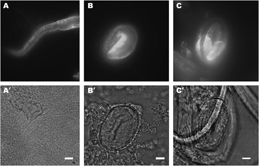 SQT-3 immunolocalization in some cuticle collagen mutants. (A) dpy-7(e88) L1 larva stained with R584. SQT-3 is secreted and its assembly appears grossly normal. Likewise, dpy-10(e128) (B) and dpy-13(e184) (C) threefold-stage embryos show normal patterns of SQT-3 secretion and extracellular assembly. Animals were raised at 20°. Bars, 10 μm.