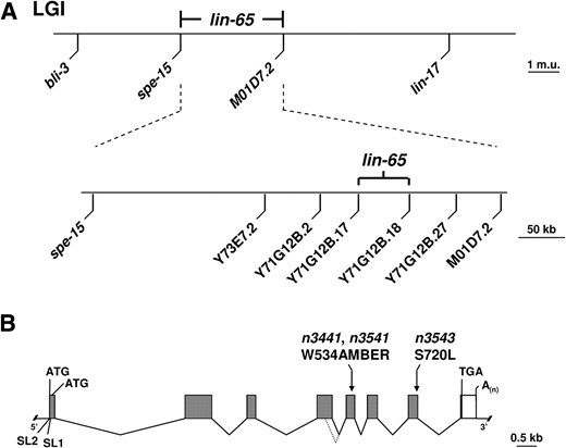 Molecular cloning of lin-65. (A) The genetic map location of lin-65 on linkage group I (top) and the physical map interval between the C. elegans strain CB4856 polymorphisms Y71G12B.17 and Y71G12B.18 and including lin-65 (bottom). (B) lin-65 gene structure as derived from cDNA and genomic sequences. Shaded boxes indicate coding sequence and an open box indicates the 3′-untranslated region (lin-65 transcripts also contain a 5′-untranslated region that is too small to be viewed in this representation). Predicted translation initiation and termination codons and the poly(A) tail are shown. Arrows above indicate the positions of the lin-65(n3441), lin-65(n3541), and lin-65(n3543) mutations. The fourth exon of the cDNA yk1279h11 is smaller than that of the other five lin-65 cDNAs (the end of the yk1279h11 fourth exon is indicated by a dashed line). The use of an alternative splice donor may have created this shorter fourth exon. However, if the end of the yk1279h11 fourth exon were the site of alternative splicing, a CA and not the typical GT splice donor would have been used. In addition, the end of the yk1279h11-specific fourth exon and the beginning of the fifth exon encode multiple glutamine residues and are highly similar in DNA sequence (see Figure 2). The intervening sequence between two regions of highly similar sequence can be lost because of recombination in bacteria (Robinett  et al. 1996). For these reasons we speculate that the apparent alternative splice site at the end of the fourth exon in yk1279h11 may be artifactual and have resulted from an error during the generation or maintenance of this cDNA clone. In support of this possibility: (1) We failed to amplify a shorter-than-wild-type yk1279h11 product in a high-stringency RT–PCR using oligonucleotide primers that flank the putative alternative splice junction, and (2) we failed to amplify any RT–PCR products when an oligonucleotide spanning the putative yk1279h11 alternative splice junction was used in a PCR.