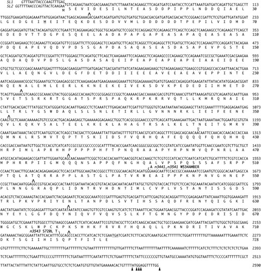 lin-65 cDNA sequence indicating differences among individual lin-65 cDNAs. SL1 and SL2 splice-leader sequences are italicized. The SL1 leader, as observed with one cDNA, is spliced two nucleotides downstream of the site at which the SL2 leader is spliced, as observed with two independently derived cDNAs. Intron positions are indicated by carats. The translation termination codon is underlined. Sites of alternative polyadenylation are indicated with solid arrowheads. The predicted LIN-65 protein is shown beneath. The SL2-spliced cDNAs are predicted to encode a 728-amino-acid protein. The SL1-spliced cDNA cannot encode the predicted initiator methionine of the 728-amino-acid protein; it may use the underlined methionine codon to initiate synthesis of a 691-amino-acid protein. The alternatively spliced cDNA yk1279h11 is predicted to encode a protein lacking amino acids 421–481 of the 728-amino-acid protein, although, as described in the Figure 1 legend, the alternative splicing of yk1279h11 is likely to be artifactual. The site at which the putative fourth exon in yk1279h11 ends is indicated with an open arrowhead. This end is juxtaposed to the beginning of the fifth exon to give a CAGCAACAA/CAACAAAAT junction sequence.