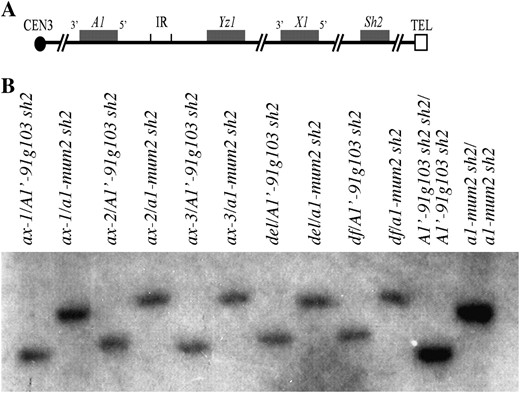 Physical characterization of deletion alleles at a1. (A) Structure of single-component A1-Sh2 haplotypes (Yao  et al. 2002). Boxes represent genes. IR, interloop region (Yao  et al. 2002). (B) Physical characterization of deletion alleles at a1. DNA gel blot analyses of putative a1-sh2 deletion stocks are shown. Genomic DNAs were digested with HindIII and hybridized with an a1-specific probe (materials  and  methods).