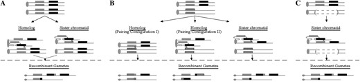 Strategy for isolating and distinguishing interhomolog and interchromatid recombinants. (A) Isolation of unequal recombinants from tandem duplication homozygotes. Unequal pairing configurations between the sequence-identical homologs and sister chromatids within a homozygote yield recombinant gametes with identical structures and therefore make it impossible to determine which recombination template was used. (B) Isolation of unequal recombinants from tandem duplication heterozygotes. Recombination in a heterozygote with a homolog containing a tandem gene duplication and a homolog containing a corresponding sequence heterologous single-copy gene can be detected between homologs and sister chromatids by virtue of the molecularly distinguishable recombinant structures. Because the homolog containing the single-copy gene can pair with either component of the tandem duplication (resulting in two distinct pairing configurations), the relative frequencies of alternative pairing configurations with the homolog can also be measured. (C) Isolation of unequal recombinants from tandem duplication hemizygotes. Because the duplicated locus is present only on one homolog in a hemizygote, recombinants isolated from a hemizygote must have occurred via interchromatid recombination. (A–C) The shaded and solid rectangles represent the components of a tandem duplication; (B) the hatched rectangle represents a paralog that is heterologous in sequence as compared to the components of the tandem duplication. Circles and ovals designate centromeres and an “x” designates the position of recombination.
