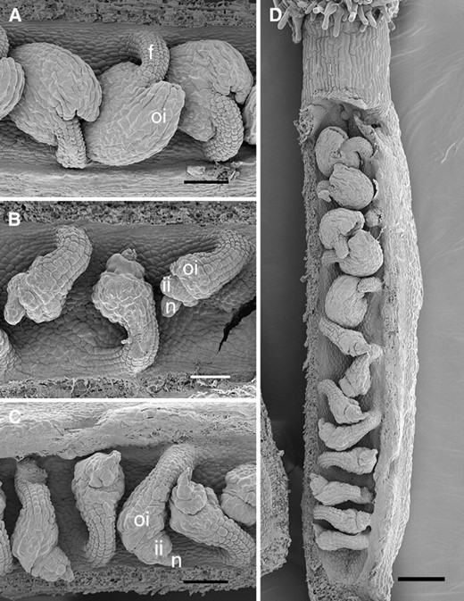 Scanning electron micrographs of stage 3-VI ovules (anthesis; stages from Schneitz  et al. 1995). (A) Wild-type Ler. (B) sin2-1. (C and D) sin2-2 plants. In D, the gradation in severity of effects of sin2-2 from the base to the apex of the carpel is apparent. f, funiculus; ii, inner integument; n, nucellus; oi, outer integument. Bar, 50 μm (A–C) and 100 μm (D).