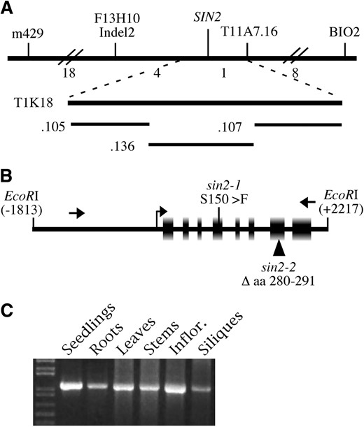 Identification and expression of the SIN2 gene. (A) The chromosomal region surrounding the SIN2 locus with the molecular markers used to map SIN2 shown above, and the number of recombination events between markers found in 918 F2 plants indicated below the top horizontal line. The BAC T1K18 spans part of the region between the closest flanking markers. Cosmid subclones .105, .136, and .107, derived from T1K18 and used in the complementation test, are illustrated. (B) The 4.0-kb EcoRI fragment spanning a single gene, At2G41670, derived from cJBT1K18.136, which was able to complement the sin2-1 mutant phenotype. The exons in this region and the transcriptional start site as determined by RT–PCR are shown as boxes and a bent arrow, respectively. Arrows indicate the positions of primers used to screen T-DNA lines for additional sin2 alleles. The positions of the missense (sin2-1) and insertional (sin2-2) mutations are indicated. Numbering is relative to the translational start site. (C) RT–PCR with total RNA from several plant parts used as template shows that SIN2 RNA was present in all structures assayed.