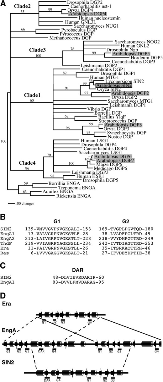 Phylogenetic analysis of DAR GTPases. (A) The single tree generated by parsimony analysis of a culled alignment was modified to collapse branches that were not supported in both culling and elision analyses by bootstrap values >50%. Four main clades are resolved, designated clades 1–4. Eukaryotes are represented in each clade. Prokaryotic sequences are found in clade 1 and two orphan branches (including Methanococcus and Pyrobaculus sequences). Arabidopsis proteins are shaded and SIN2 is outlined in black. Numbers on the branches indicate bootstrap values based on 500 bootstrap replicates. Branch lengths are relative to distance as calculated using the transformed BLOSUM45 matrix. Clade designations are shown above the respective branches. Proteins without previous names were given “DGP” designations. (B–D) DAR proteins share conserved sequences and secondary structure with Era family members. (B) An alignment of the G1 and G2 motifs of SIN2, E. coli Era, ThdF, EngA1, and EngA2 demonstrates that the SIN2 G1 motif is similar to that of Era family members (Era, ThdF, and EngA). (C) A region of EngA similar to a DAR motif was found between EngA1 G3 and EngA1 G4. (D) A comparison of the clade 1 consensus secondary structure predicted by the Jpred server (Cuff  et al. 1998) with that derived from the E. coli EngA and E. coli Era crystal structures (Chen  et al. 1999; Robinson  et al. 2002). EngA structure (arrows and cylinders indicate β-sheet and α-helix regions, respectively) appears to derive from a direct repeat of two Era-like units. The DAR GTPases, represented by SIN2, resemble the central (G4–G3) region of the EngA proteins that include DAR motifs.