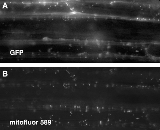 Localization of SIN2:GFP in Arabidopsis. Arabidopsis hypocotyl cells transformed with 35S:SIN2:GFP. Fluorescence appears white. (A) Green fluorescent protein is localized to small particles within the cells that correspond to mitochondria stained with MitoFluor 589 dye, shown in B.