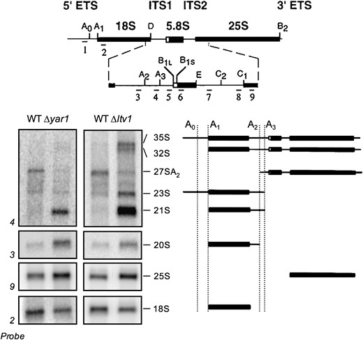 Ribosomal RNA-processing defects in Δyar1 and Δltv1 strains. Wild-type parental strain (LY134) and isogenic deletion strains Δyar1 (LY135) and Δltv1 (LY136) were grown at 30° in YPD medium. Following total RNA extraction, 10 μg of RNA from each strain was subjected to formaldehyde–agarose gel electrophoresis and processed for Northern blotting. Blots were probed with the 32P-labeled oligonucleotide probes depicted at the top of the figure (adapted from Kressler  et al. 1997). The sizes of the various rRNA intermediate species are indicated. A schematic of the structure of these intermediates is shown at the right.