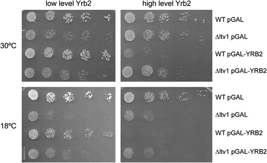 Toxicity of Yrb2 overexpression requires Ltv1. Wild-type (LY134) and Δltv1 (LY136) strains transformed either with the empty vector (pGAL) or with pPS1082 (pGAL-YRB2) were grown in selective media containing 2% glucose or 2% galactose to midlog phase. Cells were diluted and spotted onto selective plates containing the same galactose/glucose concentrations as the liquid media and incubated as described in Figure 2.