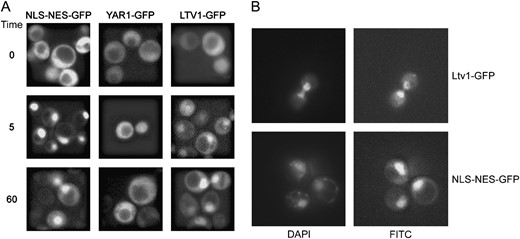 Nuclear export of Ltv1-GFP is Crm1 dependent. (A) pLTV1-GFP (Ld47), pYAR1-GFP (Ld46), and NLSSV40-NESPKI-GFP (pPS1372) plasmids were transformed in the LMB-sensitive crm1(T539C) (MNY8) strain. Strains expressing these GFP-tagged proteins were grown overnight at 30° in appropriate selective media to early to midlog phase, harvested, and photographed as described in materials  and  methods. LMB was added to an aliquot of each culture to a final concentration of 100 ng/ml and images of living cells captured beginning 5 and 60 min after addition of LMB. Time, in the left-most column, is the time since addition of LMB to cells. (B) Living cells expressing Ltv1-GFP (Ld47) or NLSSV40-NESPKI-GFP (pPS1372) protein were stained with DAPI and then treated with LMB. Cells were photographed 5 min after the addition of LMB.